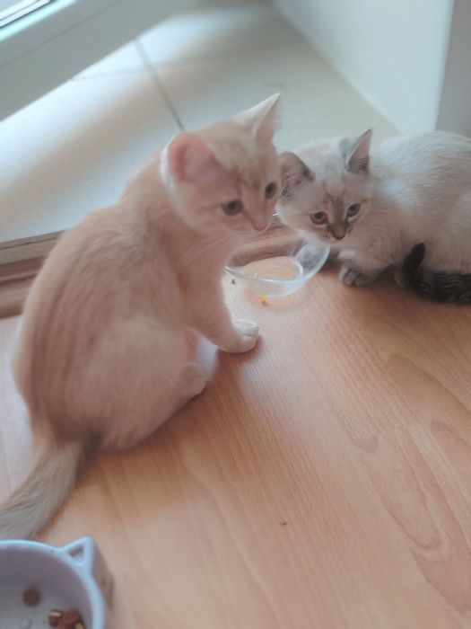 Отдам котят в добрые руки