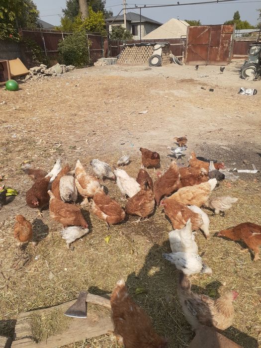 Куры несушки домашние разные