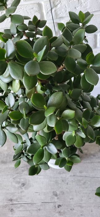 Денежное дерево - Толстянка