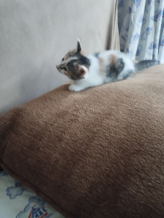 Отдам даром 4котенка,1,5 месяца