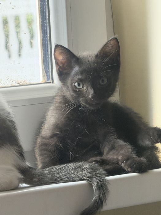 Ищет дом котёнок Уголёк!