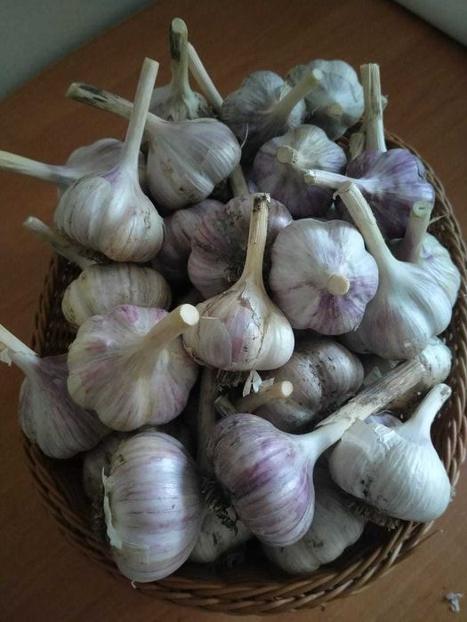 Продам огурцы, кабачки, чеснок, дачные