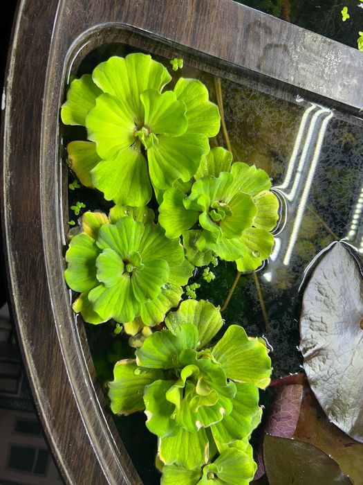 Продам аквариуных рыбок и растания