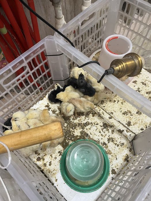 Цыплята пятидневные