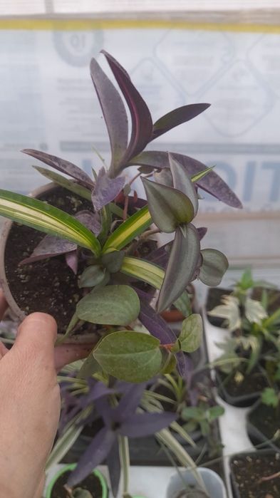 Композиция из традесканции