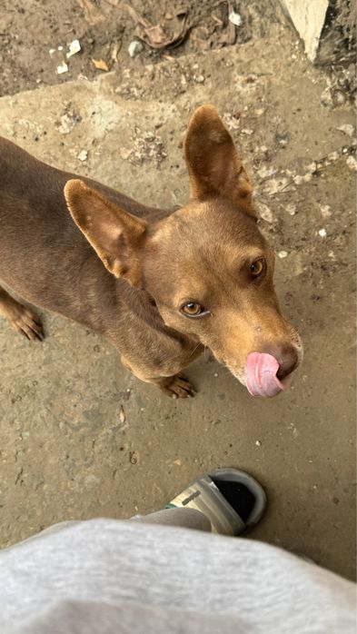 Стаффорд порода, отдадим в хорошие, надежнын руки