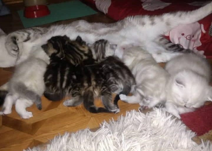 Вязка. Скоттиш фолд. Кот.