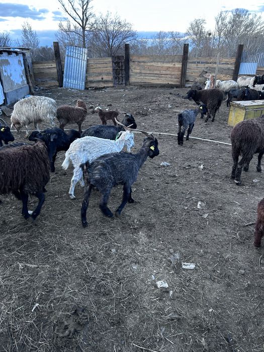 Продам коз,Ешки сатылад