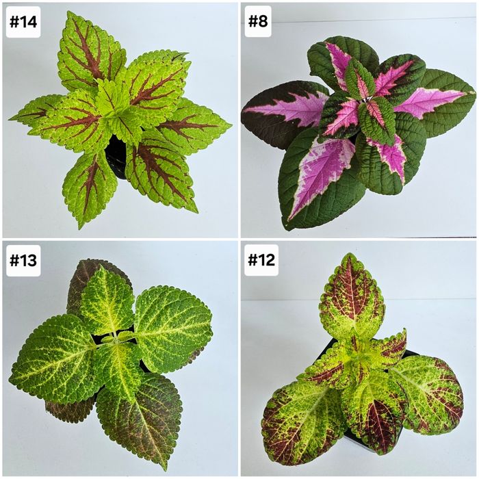 Цветы и растения