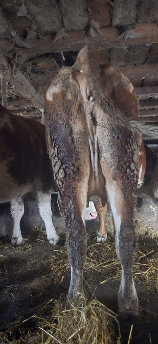 Junici gestante în 9 luni