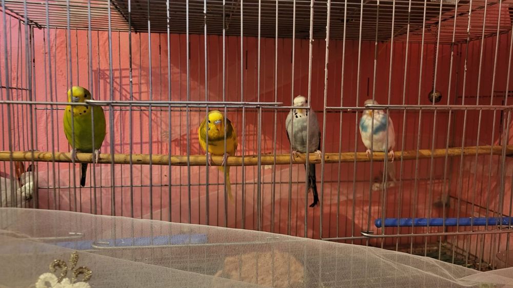 Попугай волнистый