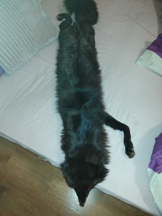 Лисица , запазена , ползвана за шал дължина 1 м