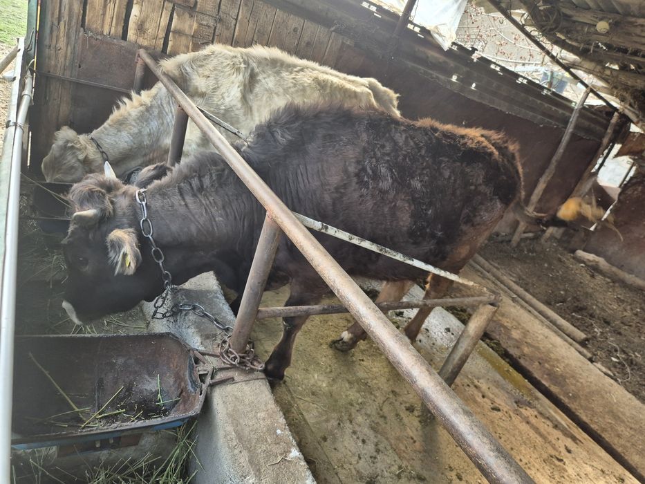 Тайынша сиыр корова тёлки