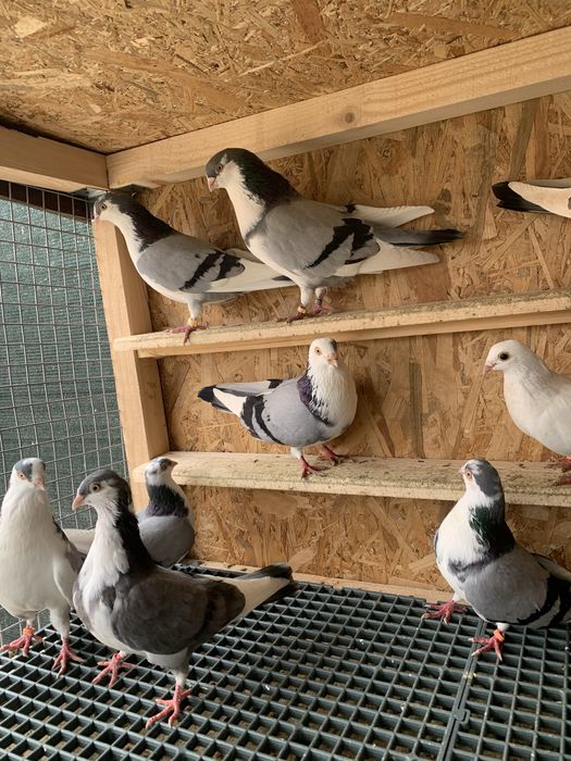 Jucătorii Gălățenii