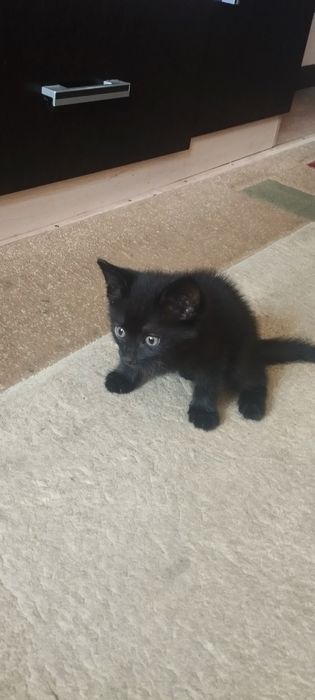 Отдам в добрые руки котят