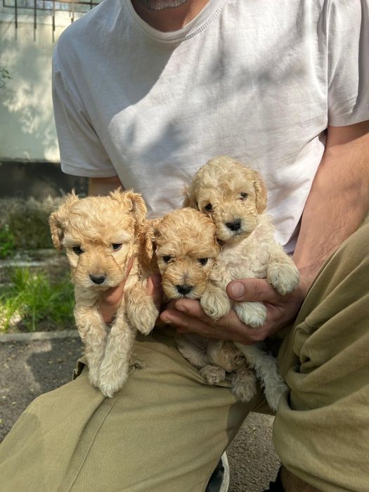 Продам шикарных щенков мальтипу мини