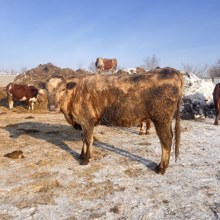 Продам телек живым весом