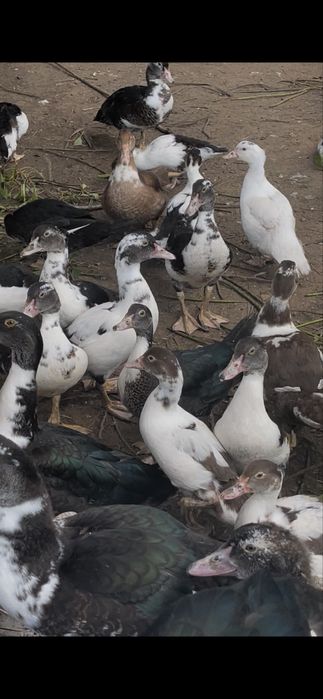 oua de rate mute pt consum sau incubat