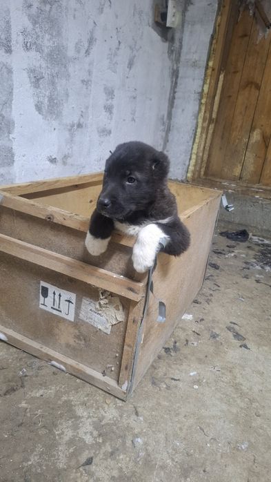 Продается щенок с линии