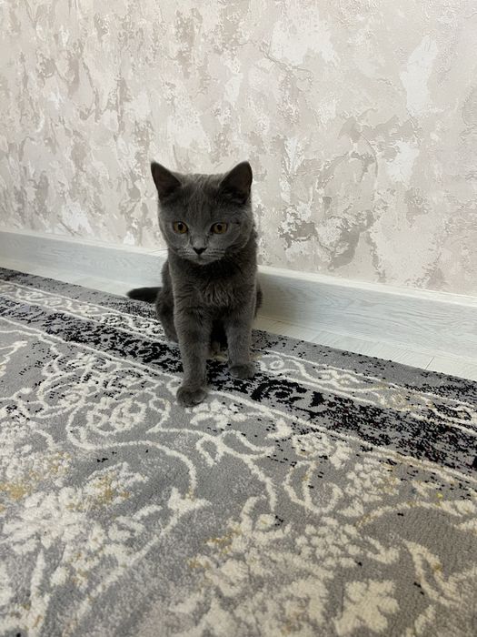 Скотш фолд чистая парода