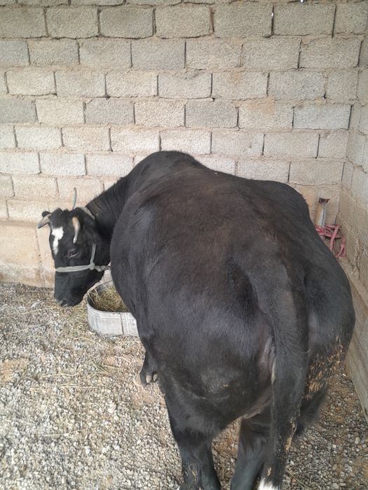 Сиыр 3 жасар семіз