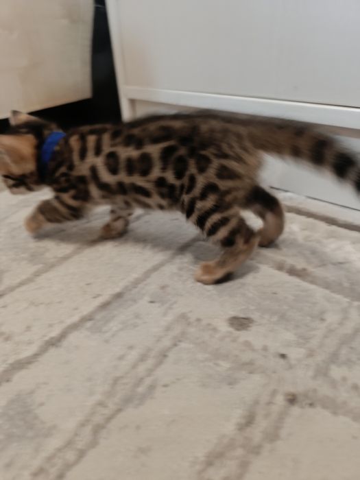 Бенгальские котята