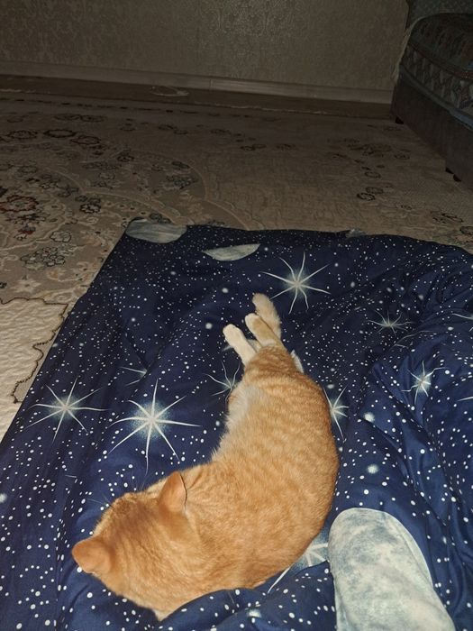 Отдам котика 8 месяцев