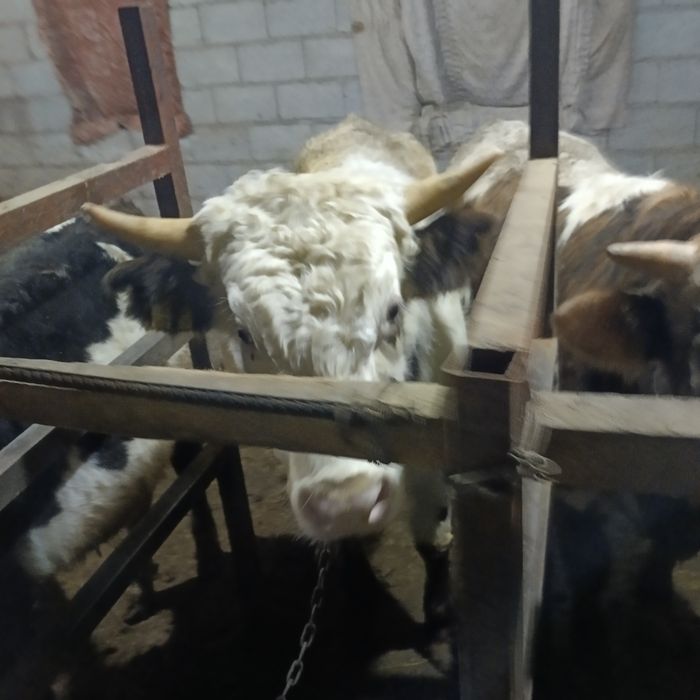 Продам 3 быка  стоят на откорме