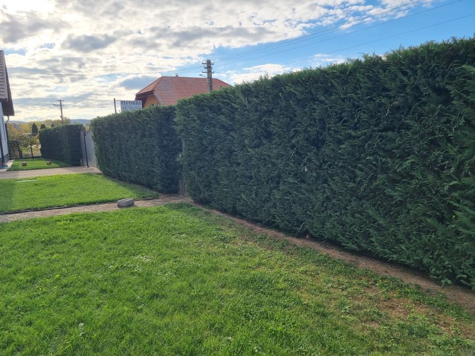 Chiparos Leyland altoit, ideal pentru gard viu dens și cu creștere rap