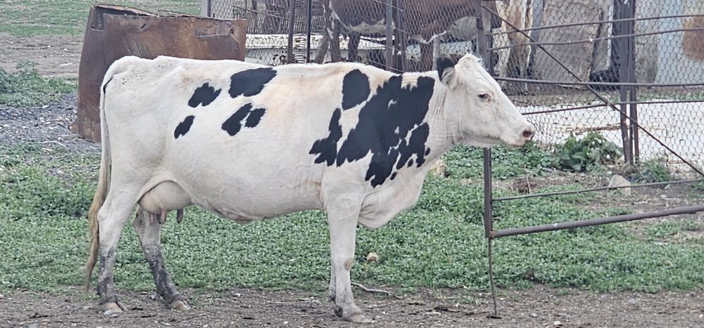 Продам корову дойная