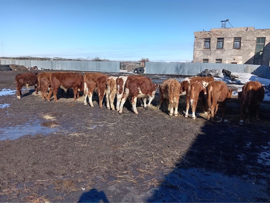Продаются телята от 10 месяцев до 1,2 года.