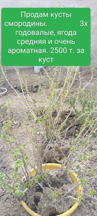 Растения для сада