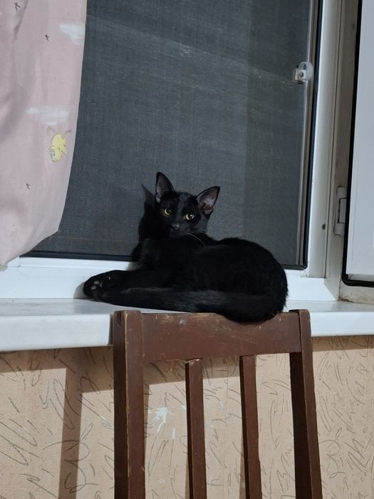 Пристраиваются котята