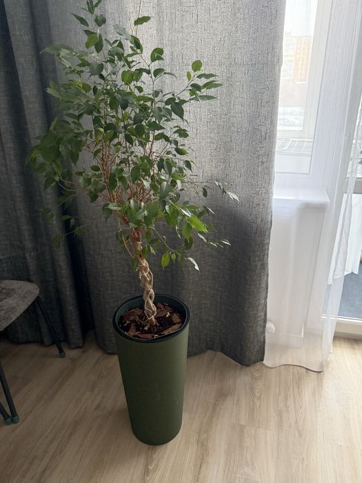 Фикус Бенджамина