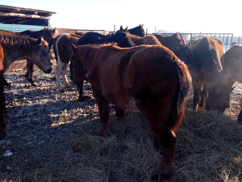 Продам лошади, в апреле - май будет 2 года.