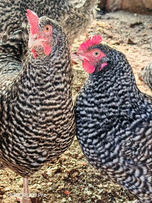 Разплодни яйца от Мехелен