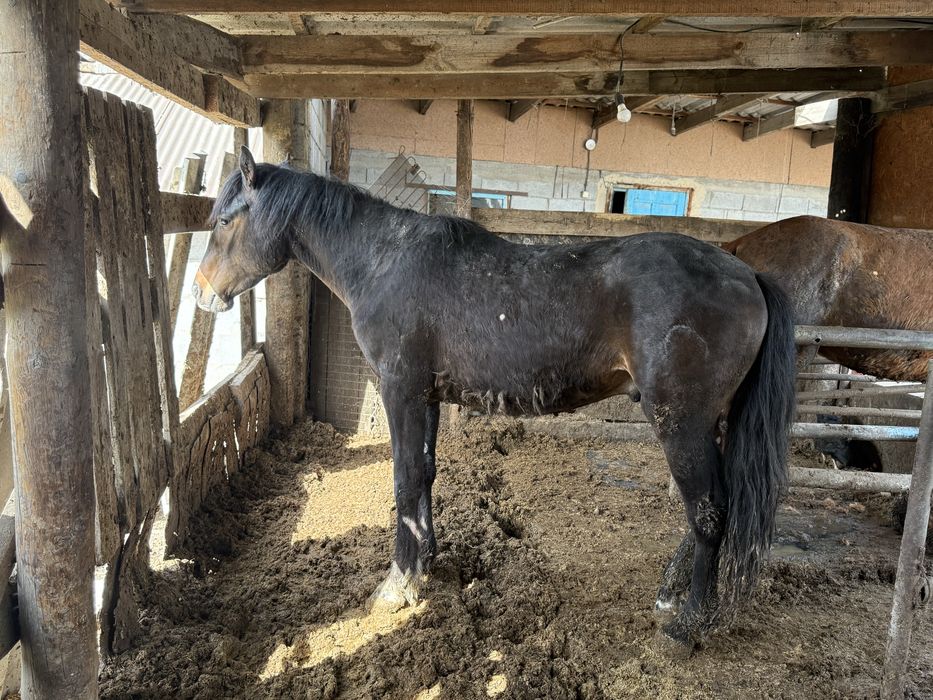 Семіз жылқы еті