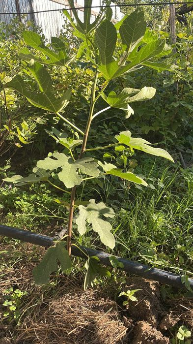 Smochine mari vezi galbui si plante de smochini
