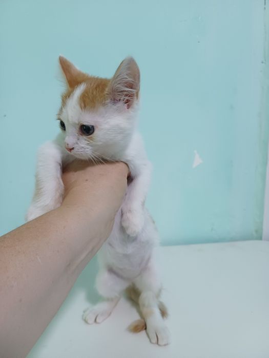 Котёнок-львёнок  - счастье в Ваш дом