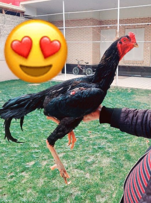 Куланги хӯроз сотилади