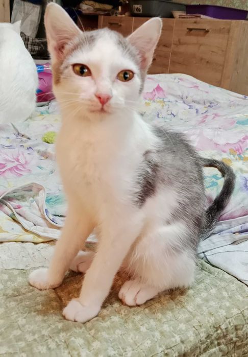 Отдам котенка девочка