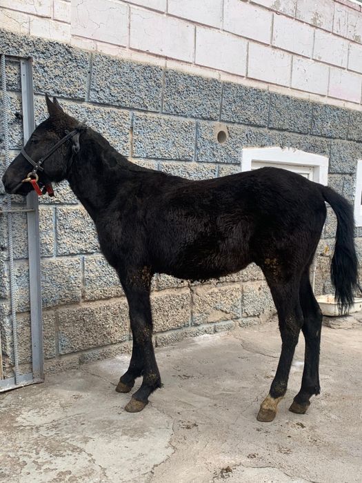 Продам Тайчика Срочно