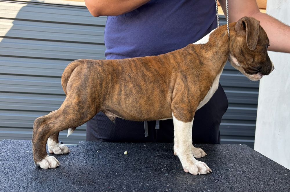 American Staffordshire terrier