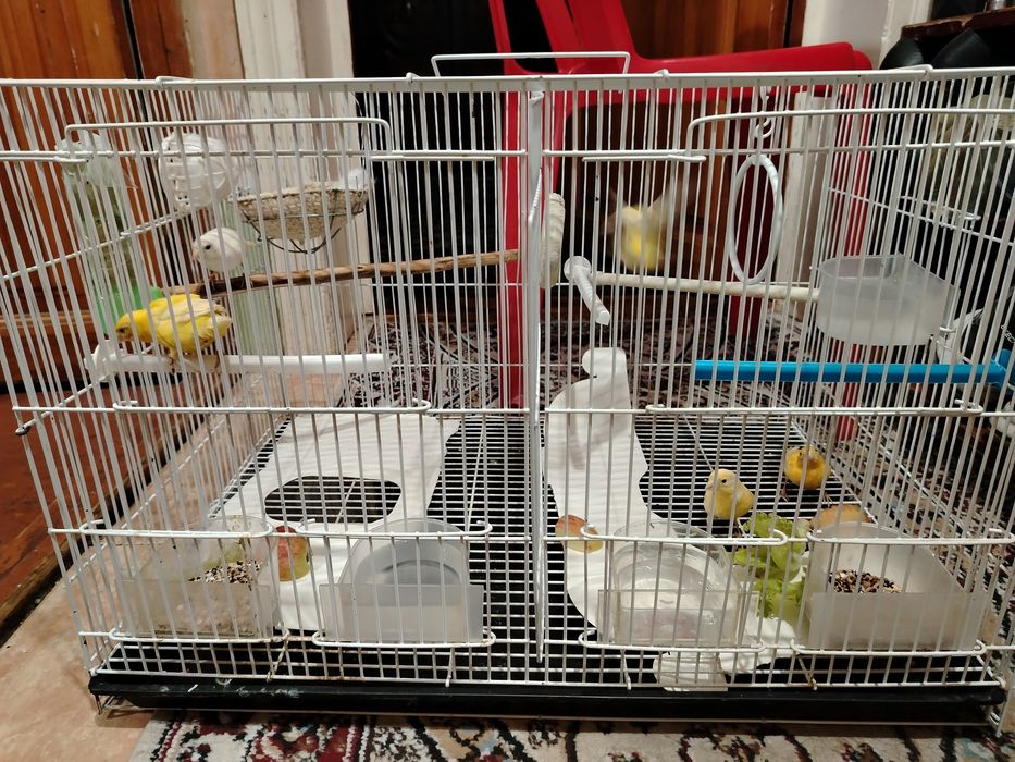 Продаётся птицы.