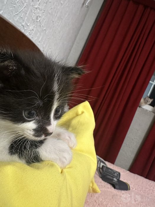 Котик ищет дом.
