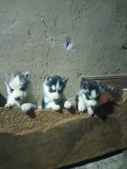 Хаски 1,5 айлык кушиктери