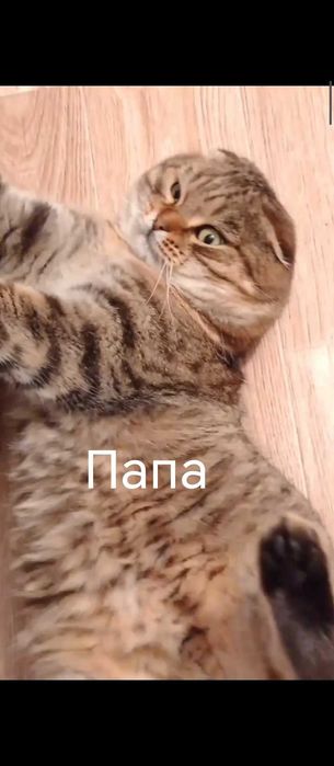 Котята Скотиш Фолд