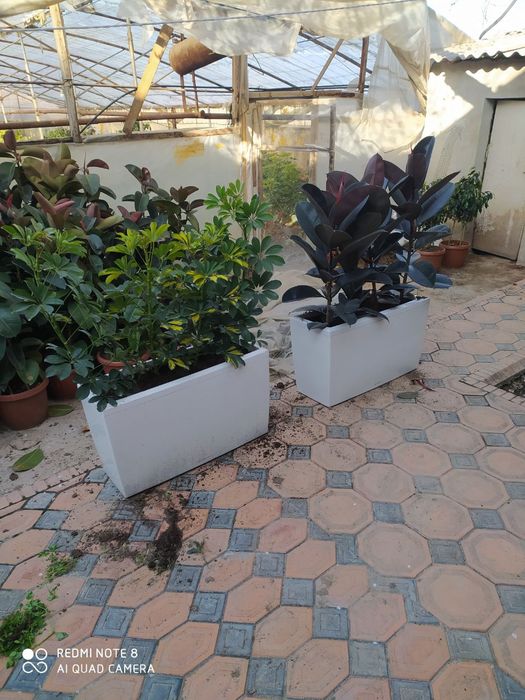 Ofis va xonadon uchun mos gullar sotiladi