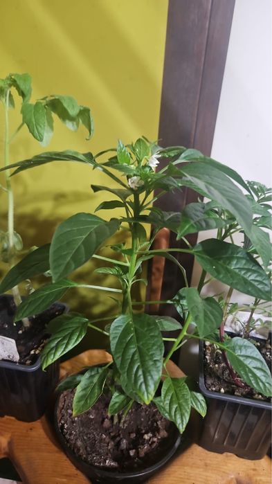 Базилик зеленый.