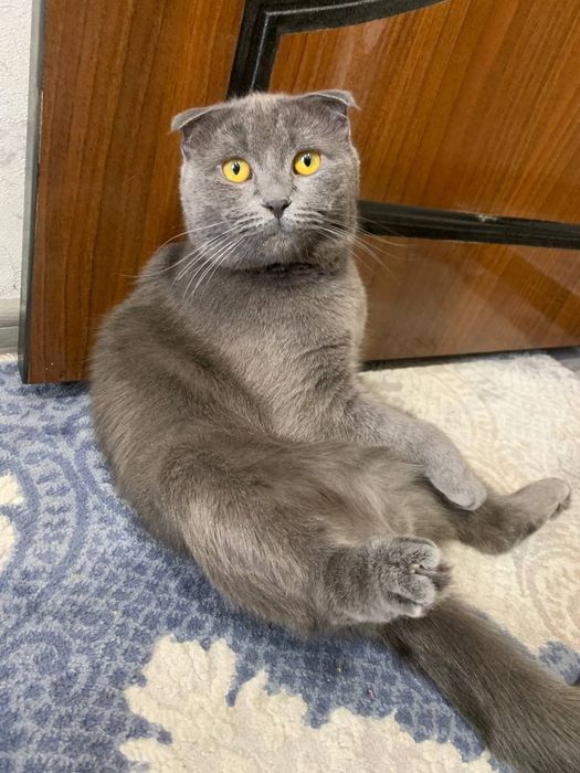 Shoglandskiy vesloushie